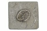 Fossil Crinoid (Camptocrinus) - Crawfordsville, Indiana #216124-1